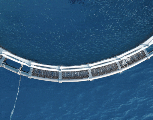 魚の養殖場が気候変動の解決策の一つになる？