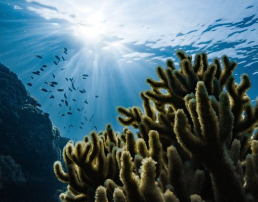 marek-okon-tWWCqIMiUmg-unsplash marek-okon-tWWCqIMiUmg-unsplash