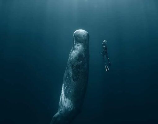 Sperm-whale-and-diver